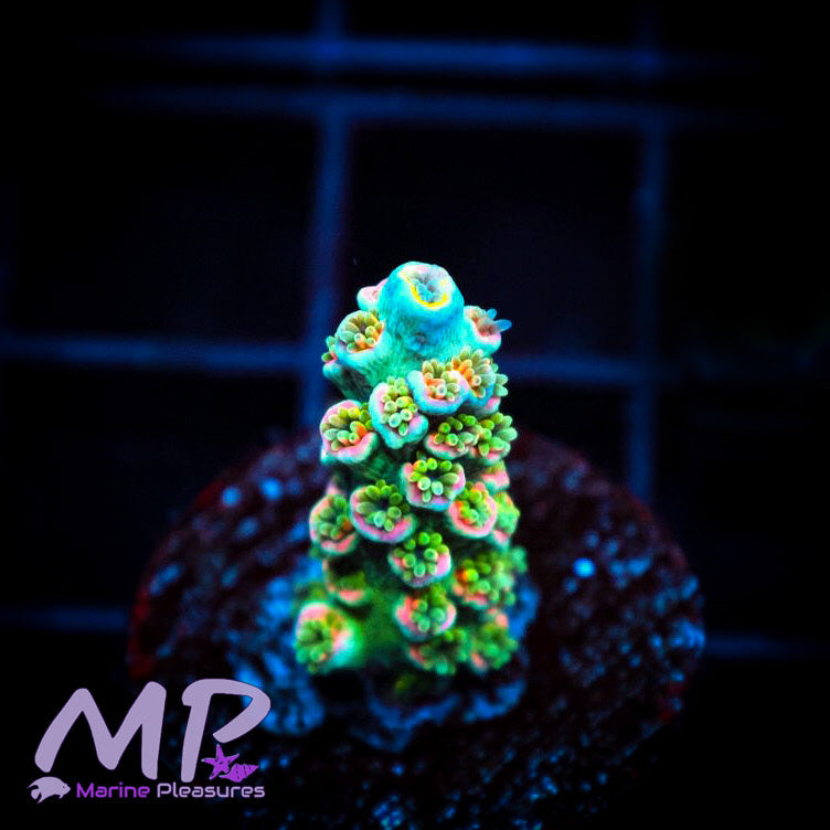 Widow Maker Rainbow Acropora Coral