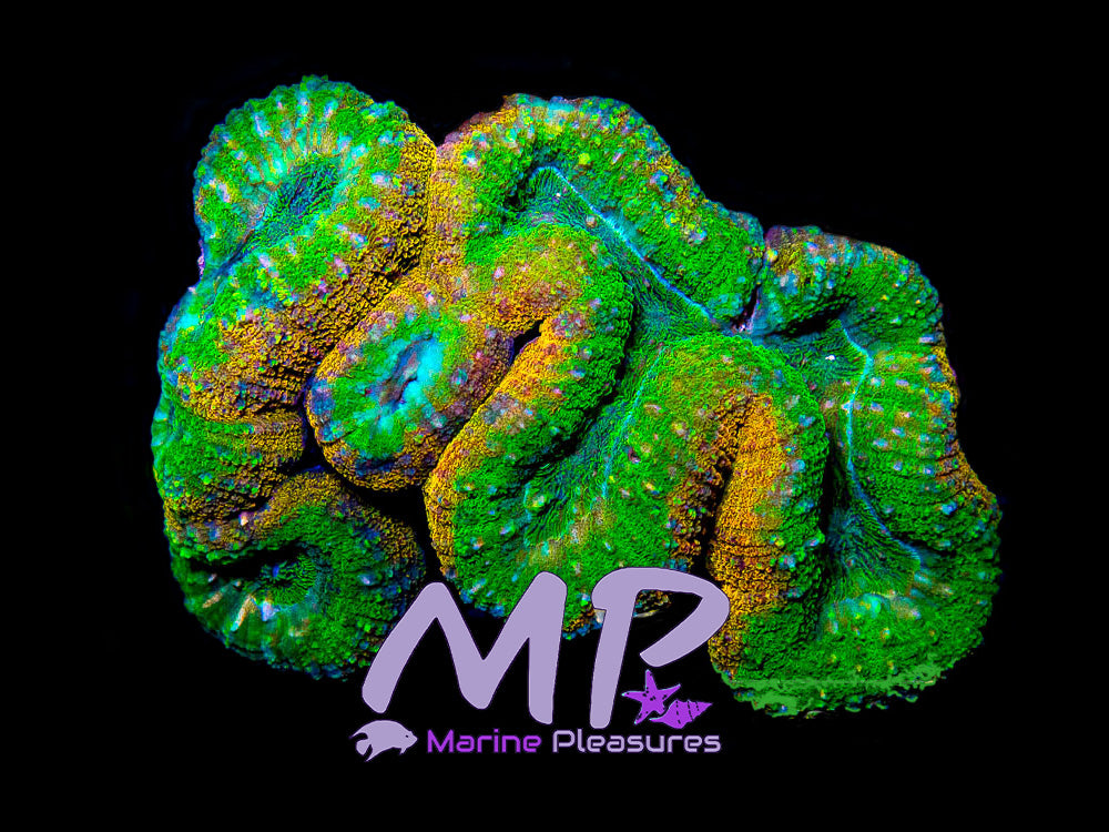 Show Piece Ultra Symphyllia Coral (Colony)