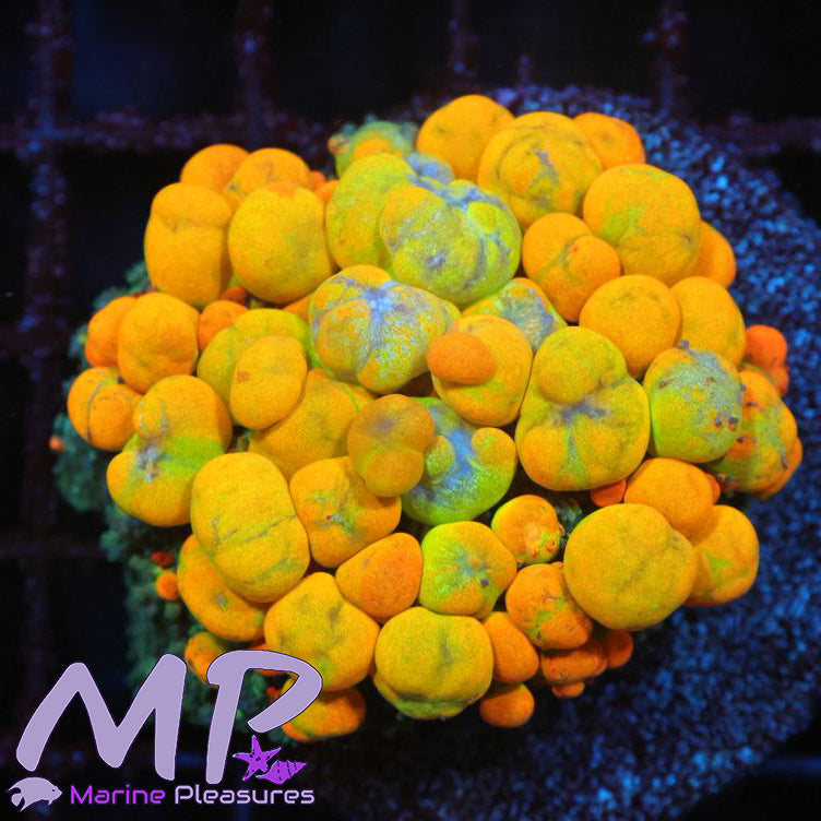 Og Bounce Mushroom Coral - (Natural Born)