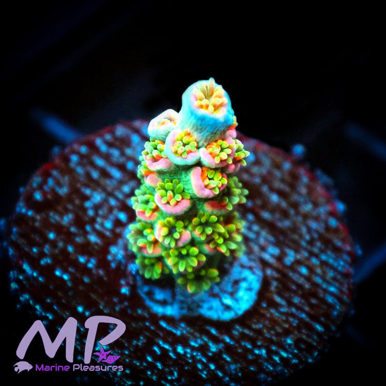 Widow Maker Rainbow Acropora Coral