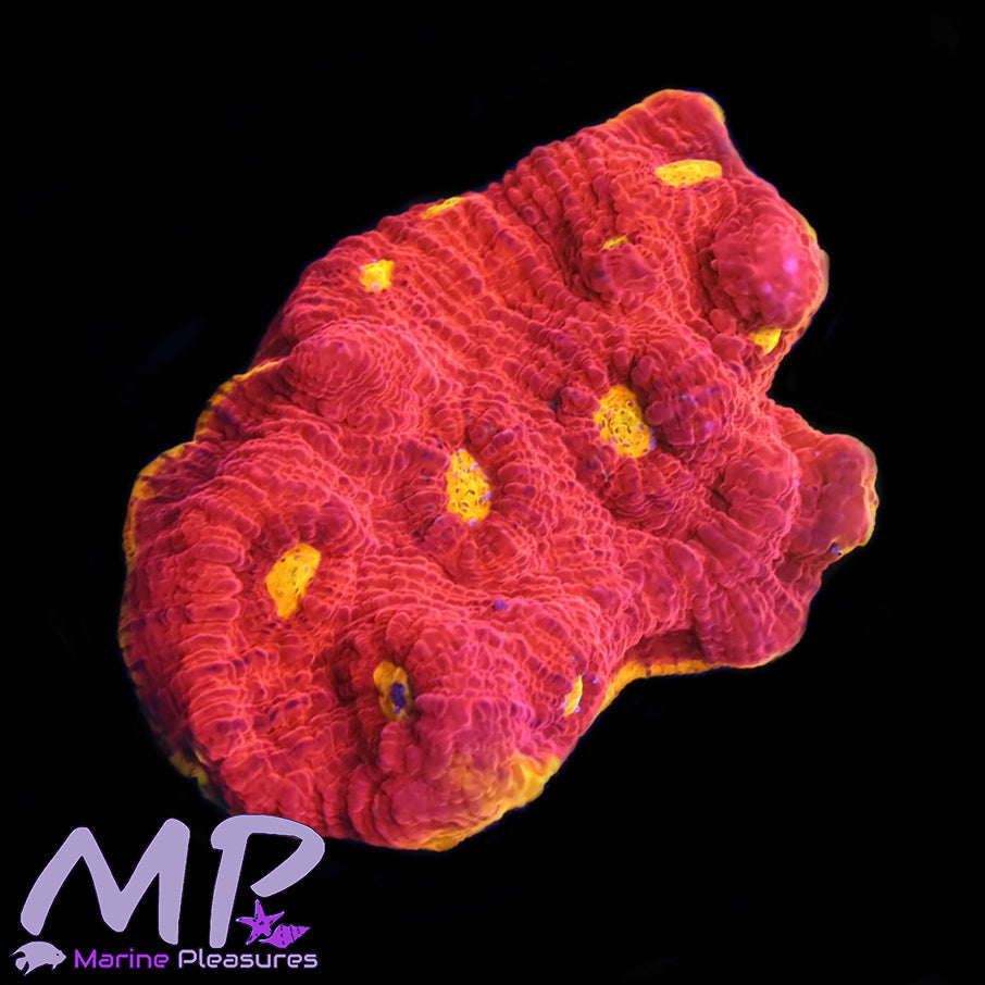 Firefly Ironman Chalice Coral - (Colony)