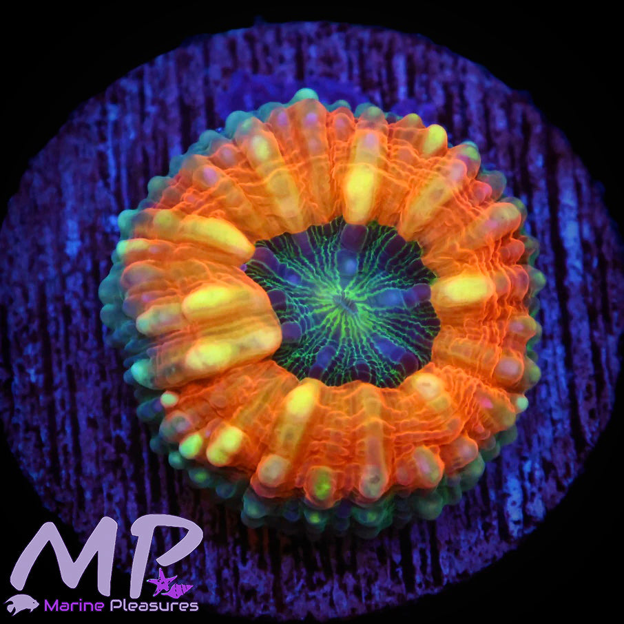 1.5" Aussie Orange Ultra Symphyllia Coral