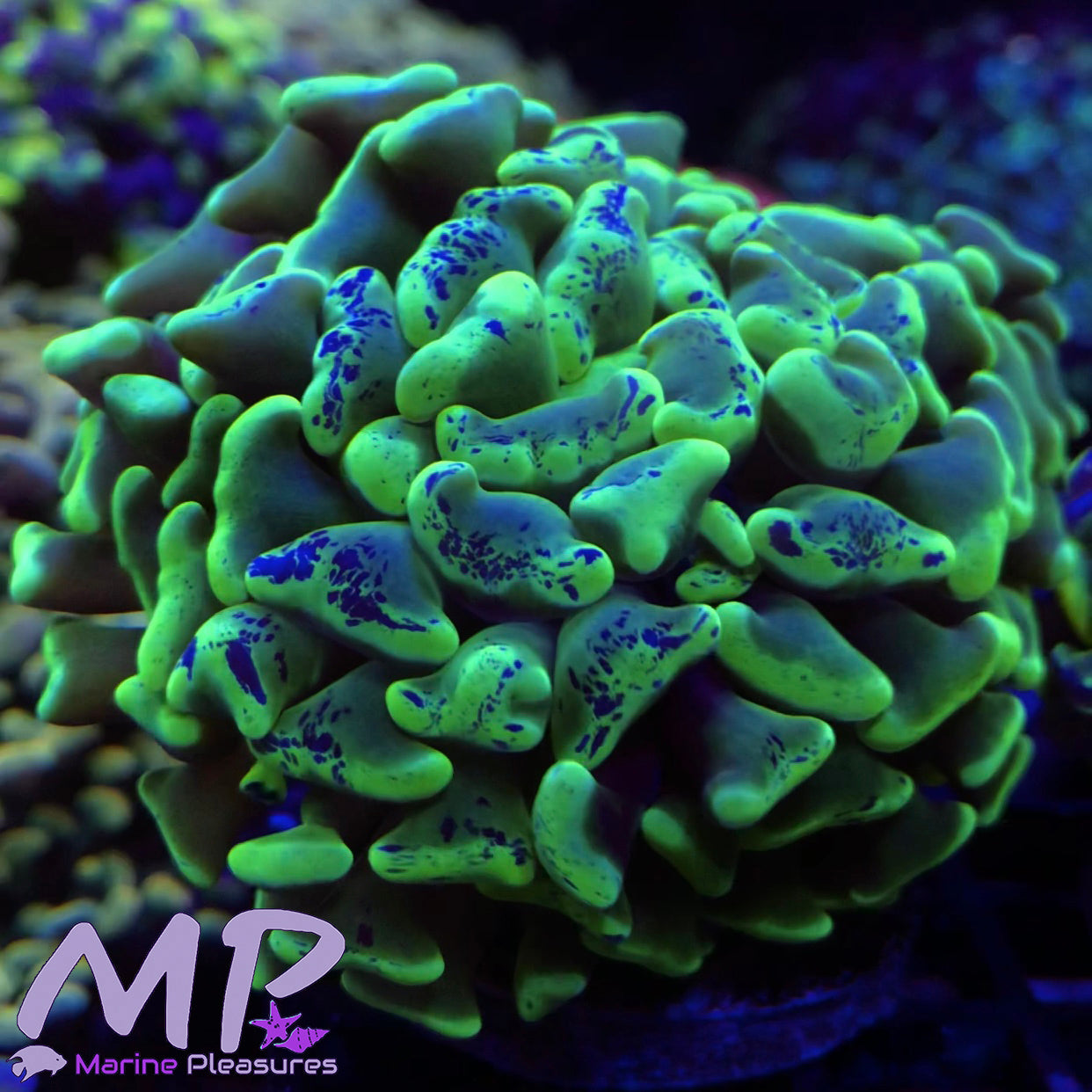 Freckled Splatter Toxic Branching Hammer Coral