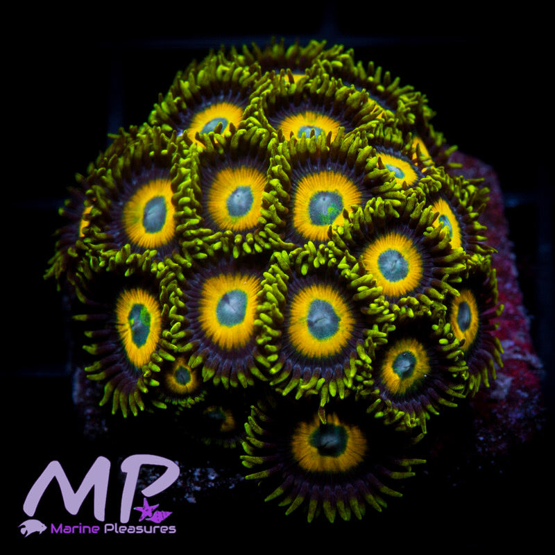 Scrambled Eggs Zoanthids - (Mini Colony)