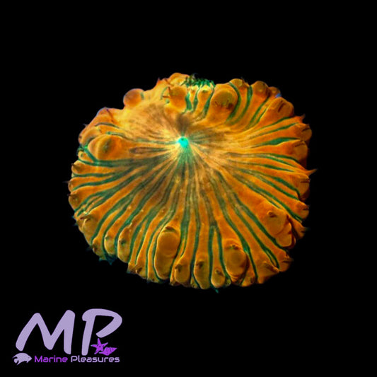 Aussie Orange Ultra Stripe Blastomussa - (Colony)