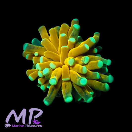 Reverse Tiger Torch Coral - (Cut to Order)
