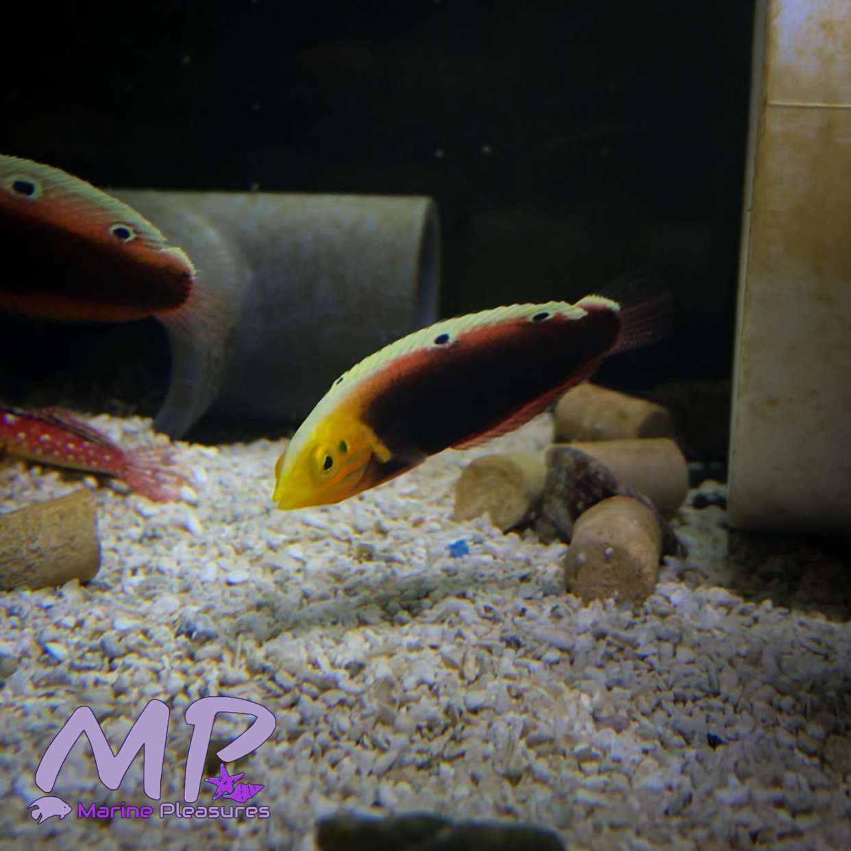 2" Radiant Wrasse