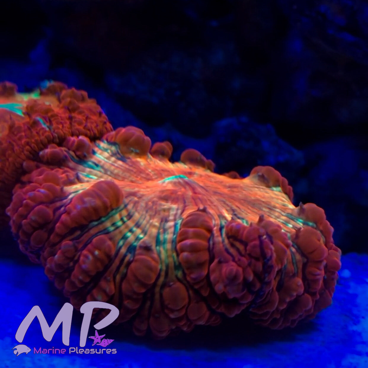 Solar Flare Ultra Blstomussa Coral