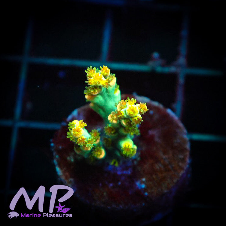 Rainbow Speciosa Acropora - Frag