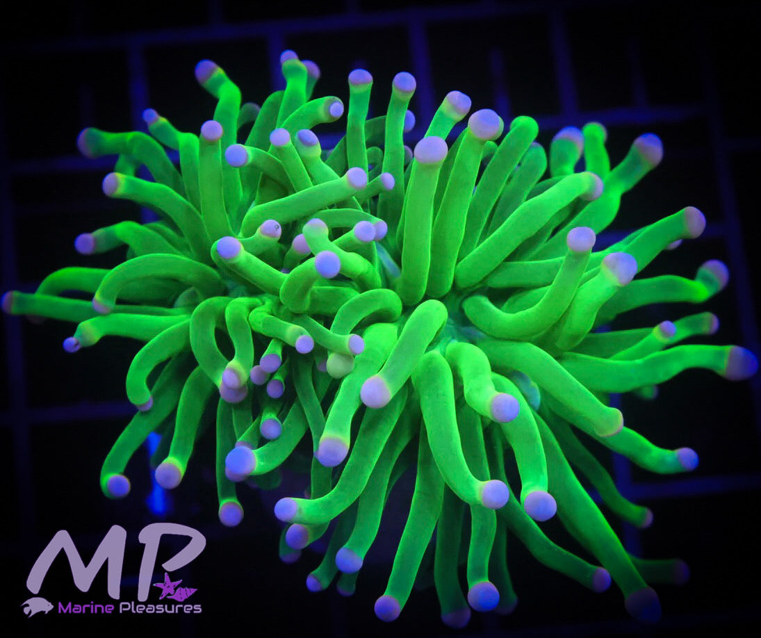 Cotton Candy Torch Coral - (Lg Double)