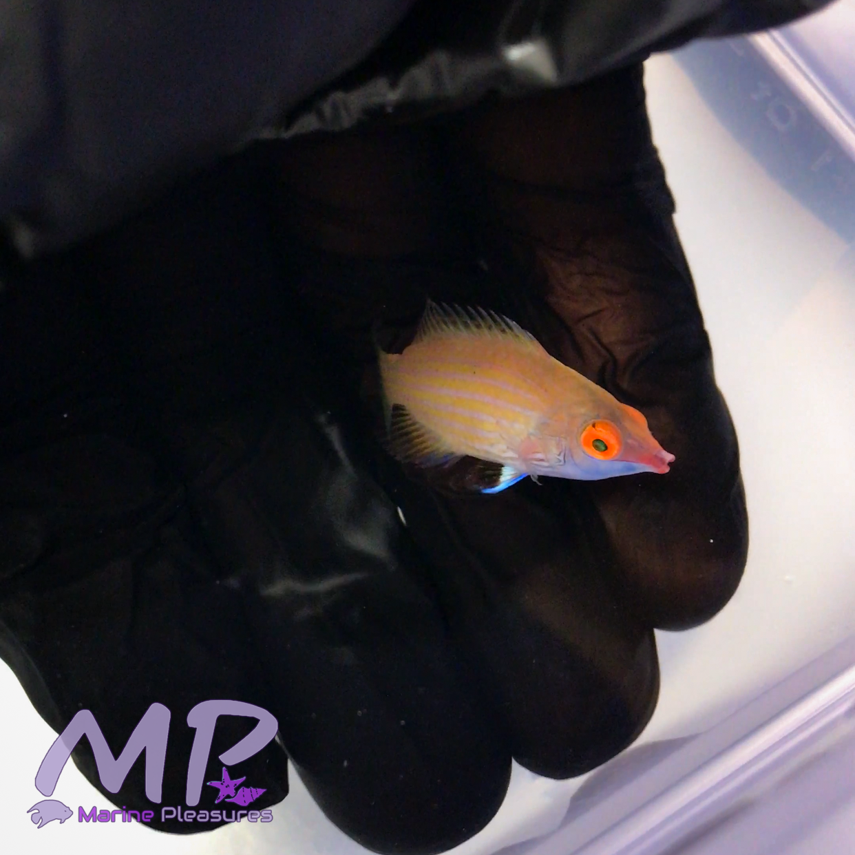 Pink Streaked Pygmy Wrasse - (Tiny)