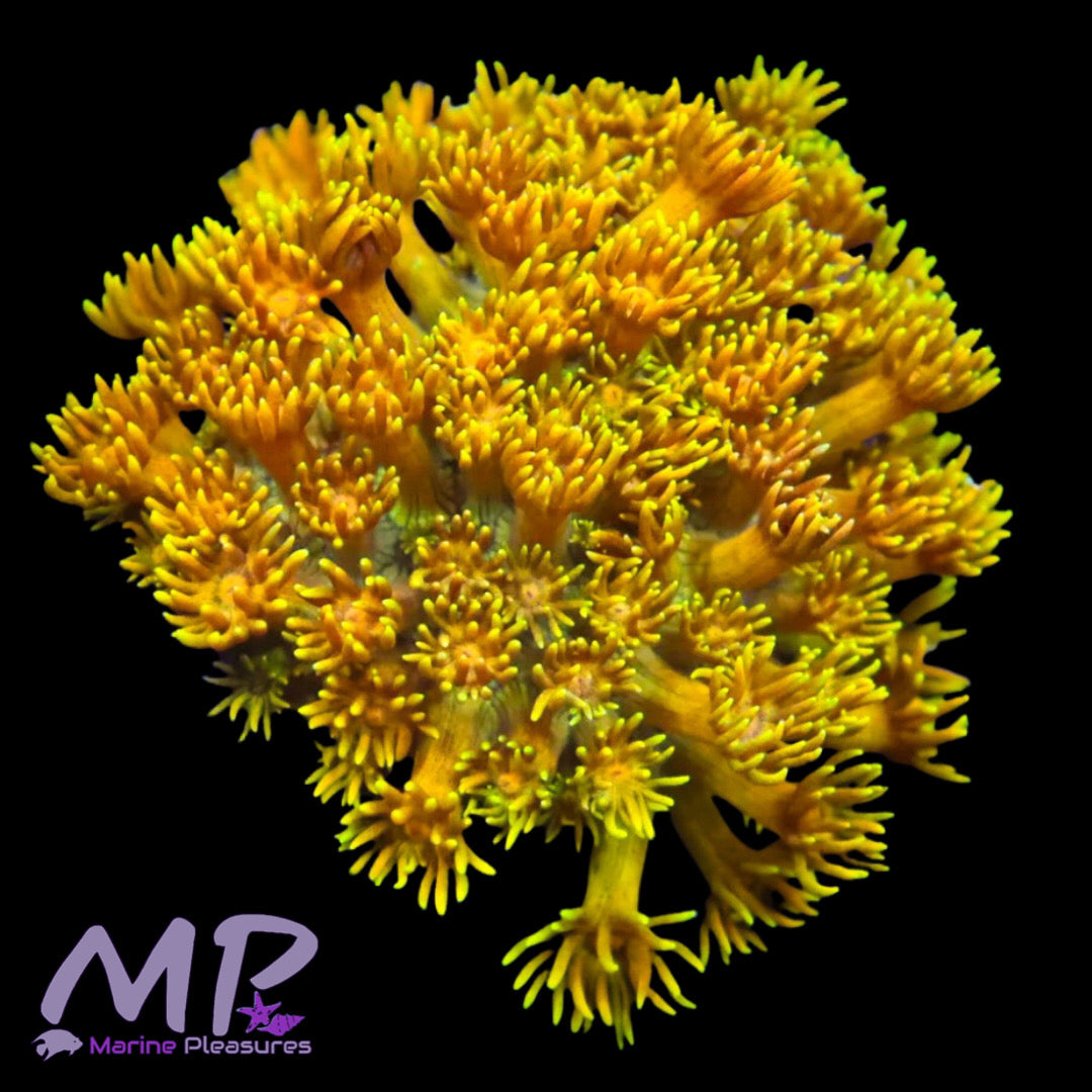 Golden Ultra Goniopora Coral - (Cut to Order)