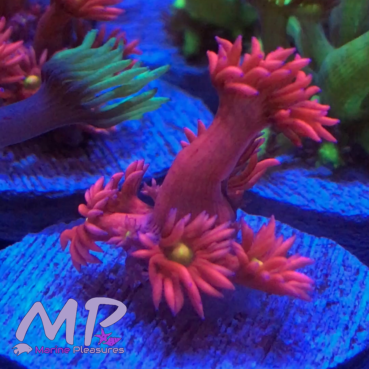 Strawberry Patch Goniopora Coral