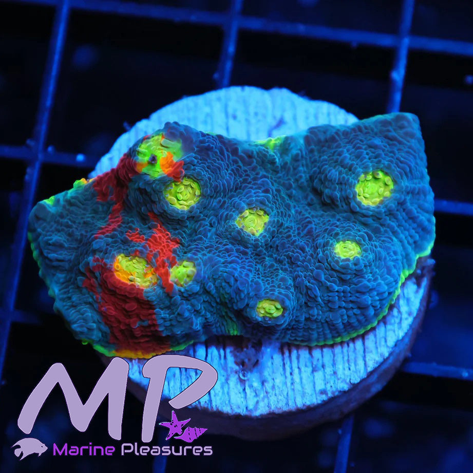 XL Jellybean Rainbow Chalice Coral