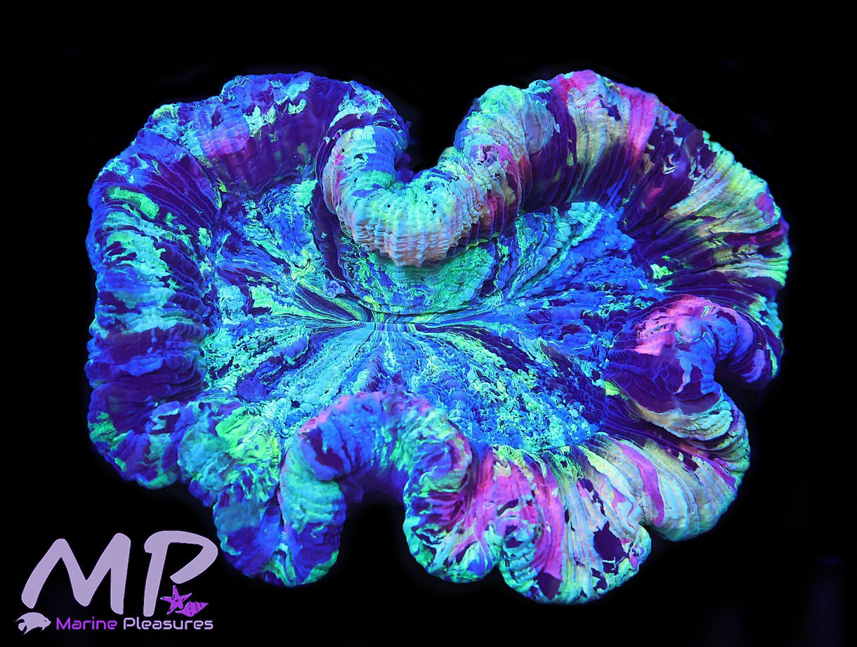 Swirl Galaxy Trachyphyllia Coral