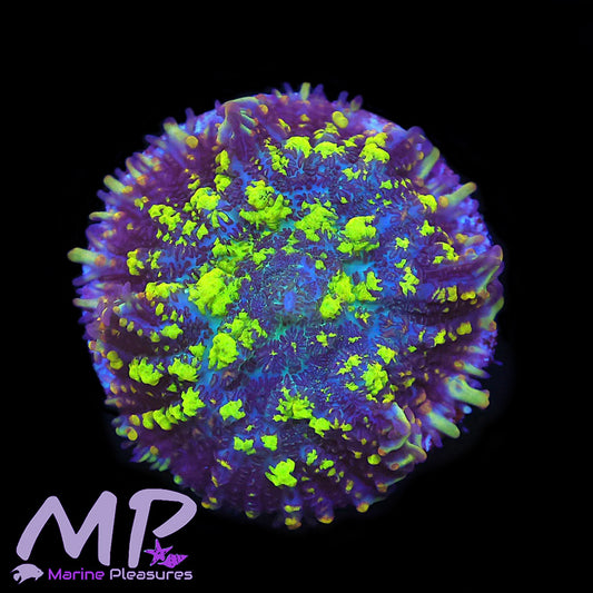 1.5" Uranium Biohazard Bounce Mushroom Coral