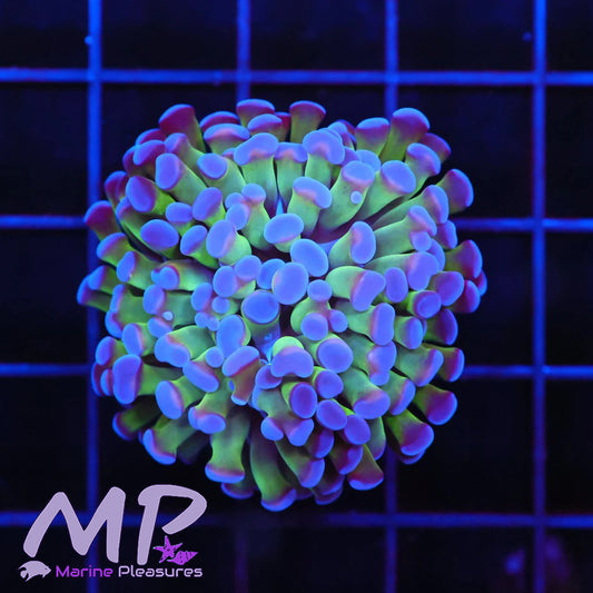 Tricolor Hologram Hammer Coral