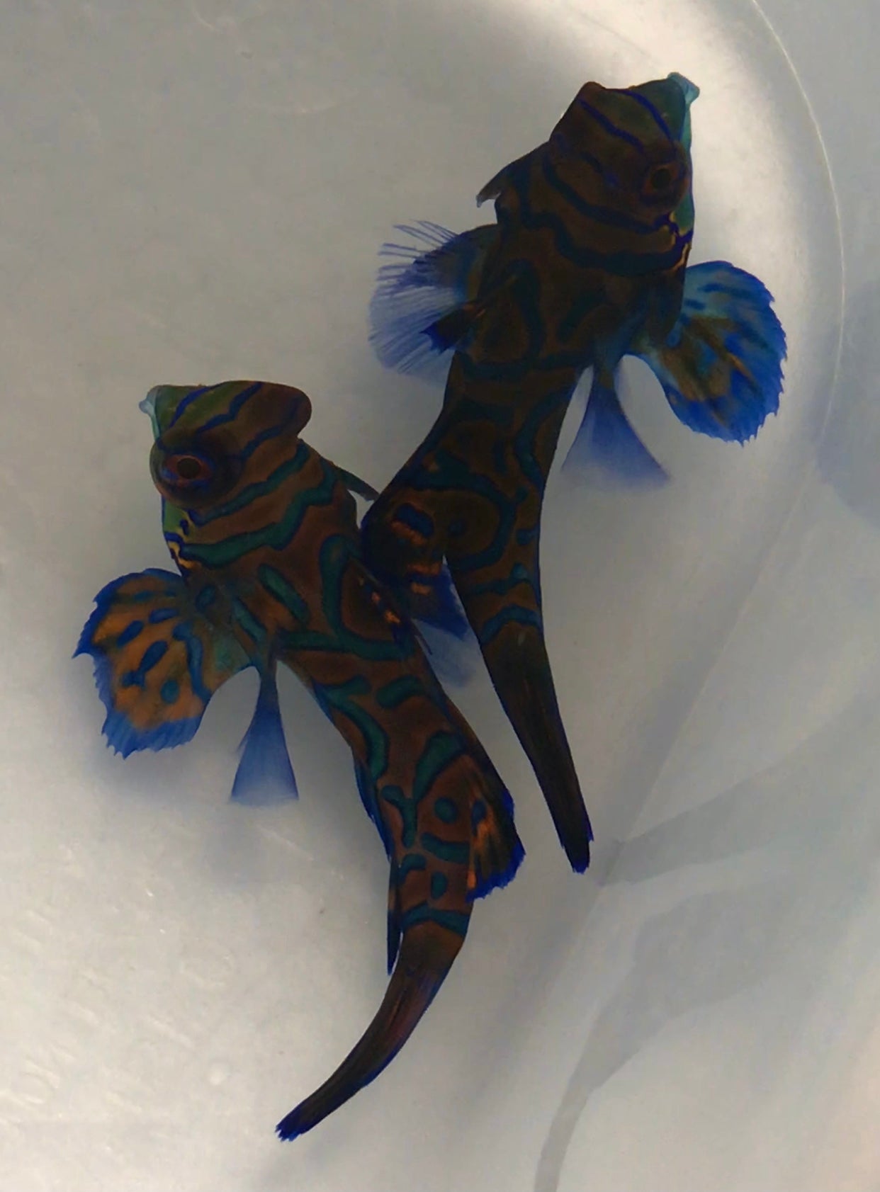 Mandarin Goby (Juv M/F Pair)