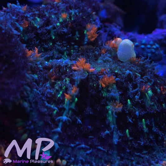 XL Magic Ballz Bounce Mushroom Coral