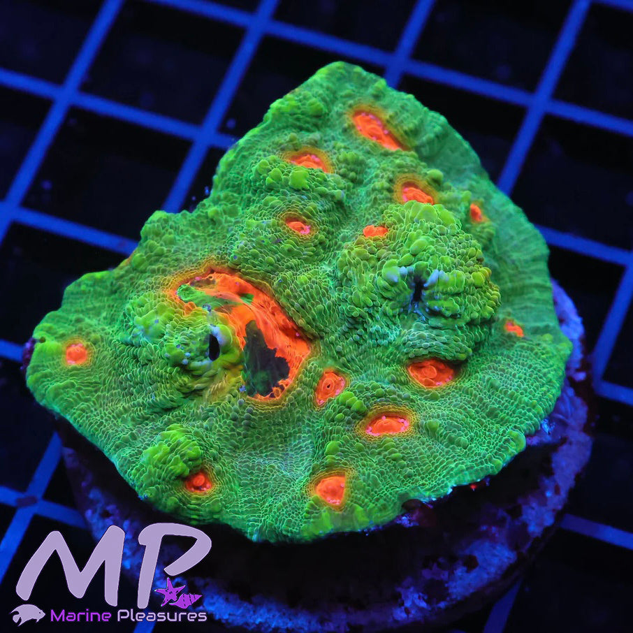 Mutant Ninja Turtles Chalice Coral - Colony