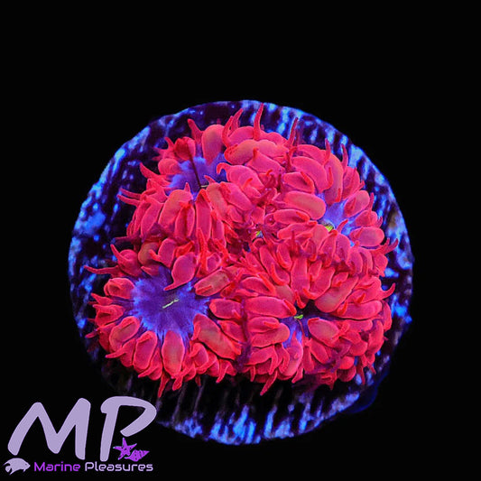 Blue Raven Blastomussa Coral