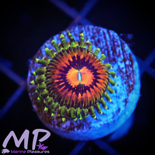 Rainbow Incinerator Zoanthids (1-2) Polyps