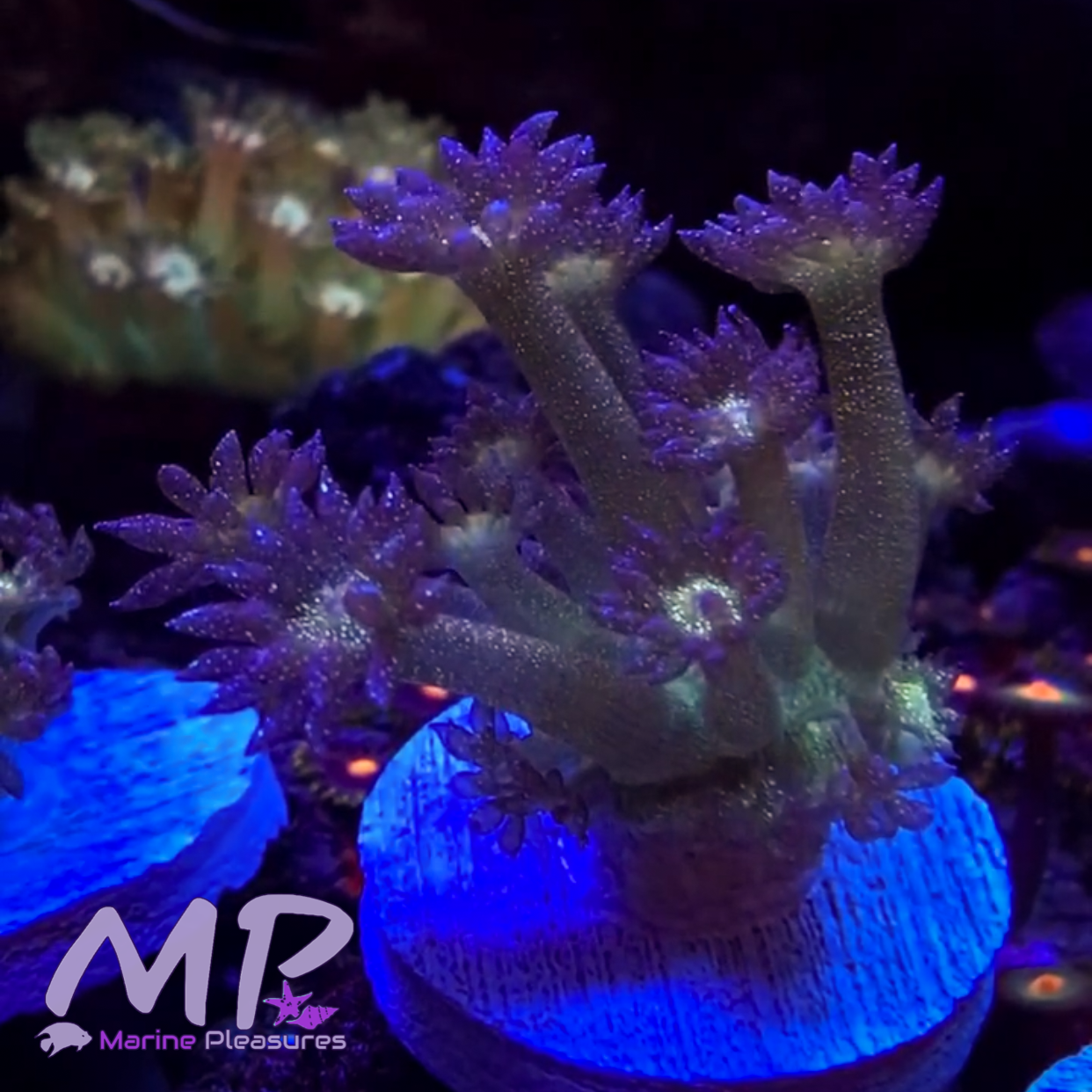 Aussie Og Glitter Bomb Goniopora Coral