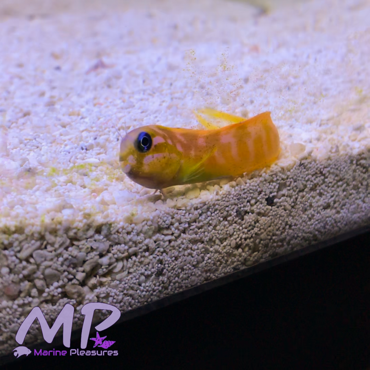 2" Midas Blenny - African