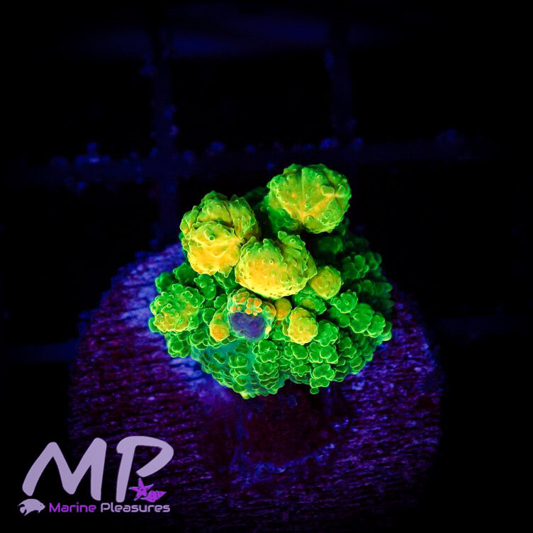 3/4" Citrus Bomb Bounce Mushroom