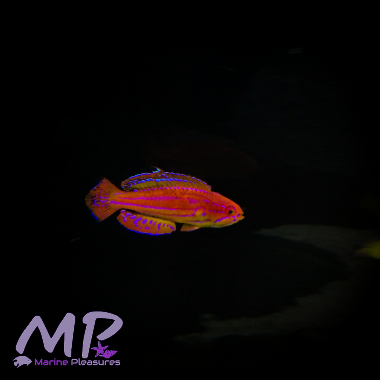 2.5"  Diamond Tail Flasher Wrasse - (MALE)