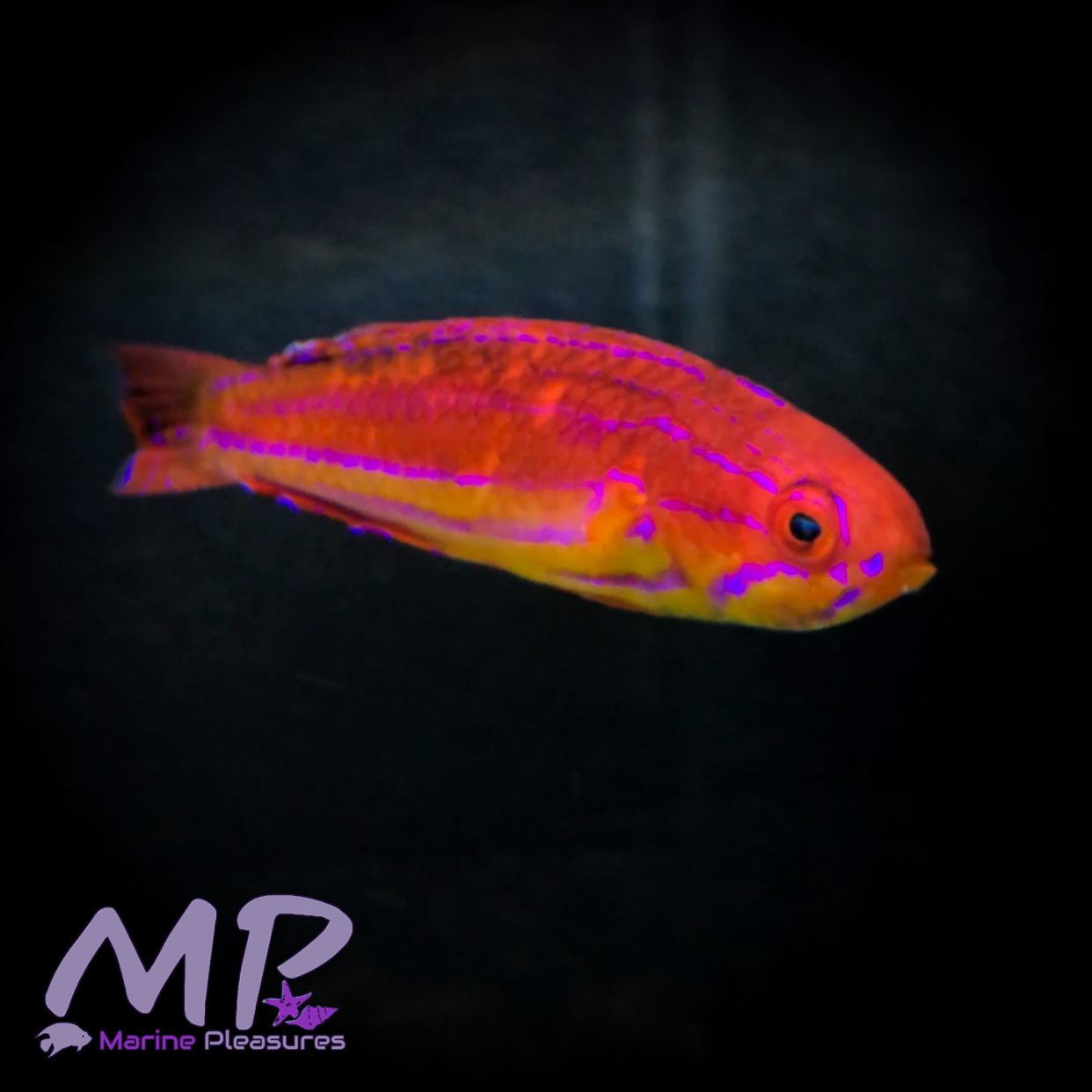 2.5"  Diamond Tail Flasher Wrasse - (MALE)