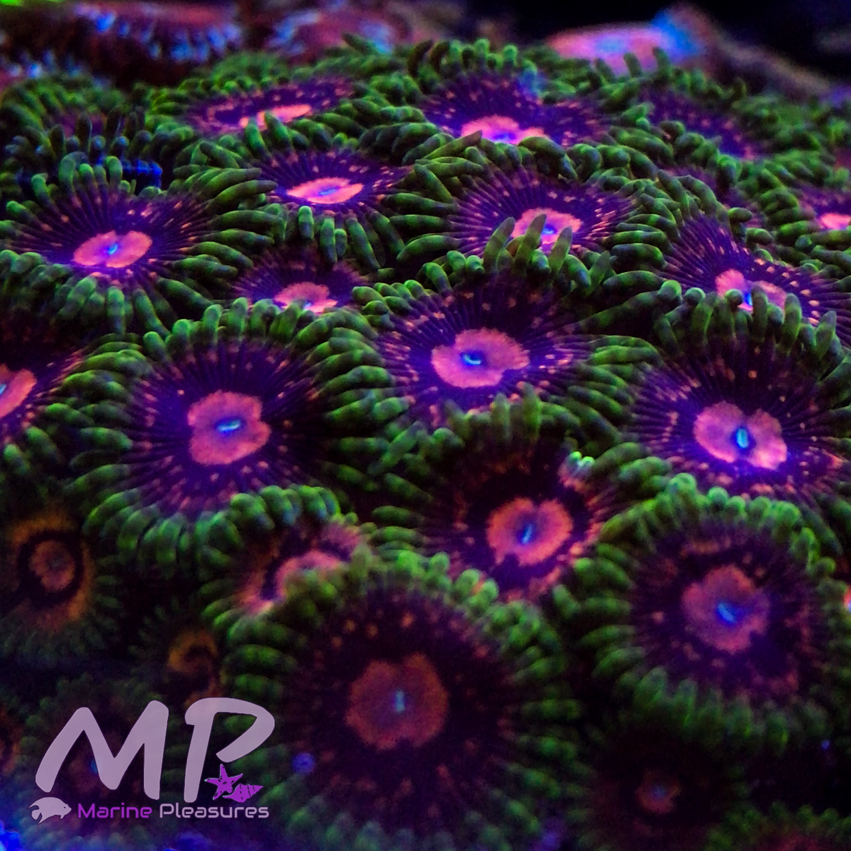 SBB Marvin The Martian Zoanthids