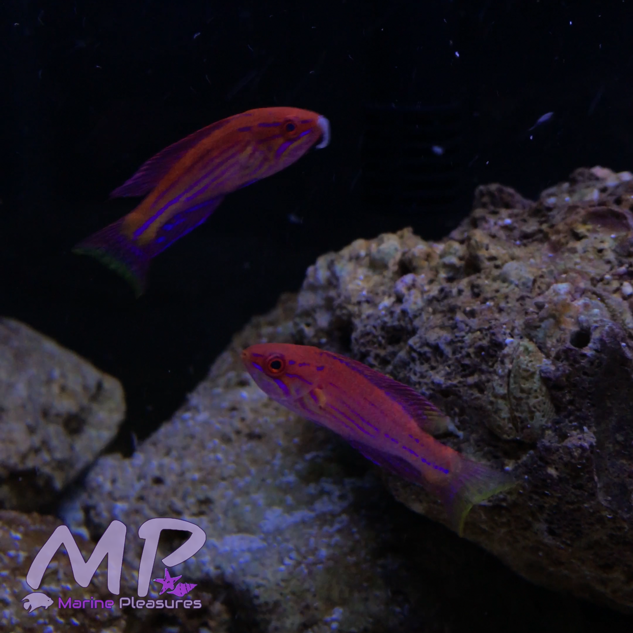 Royal Flasher Wrasse - (Bonded Pair)