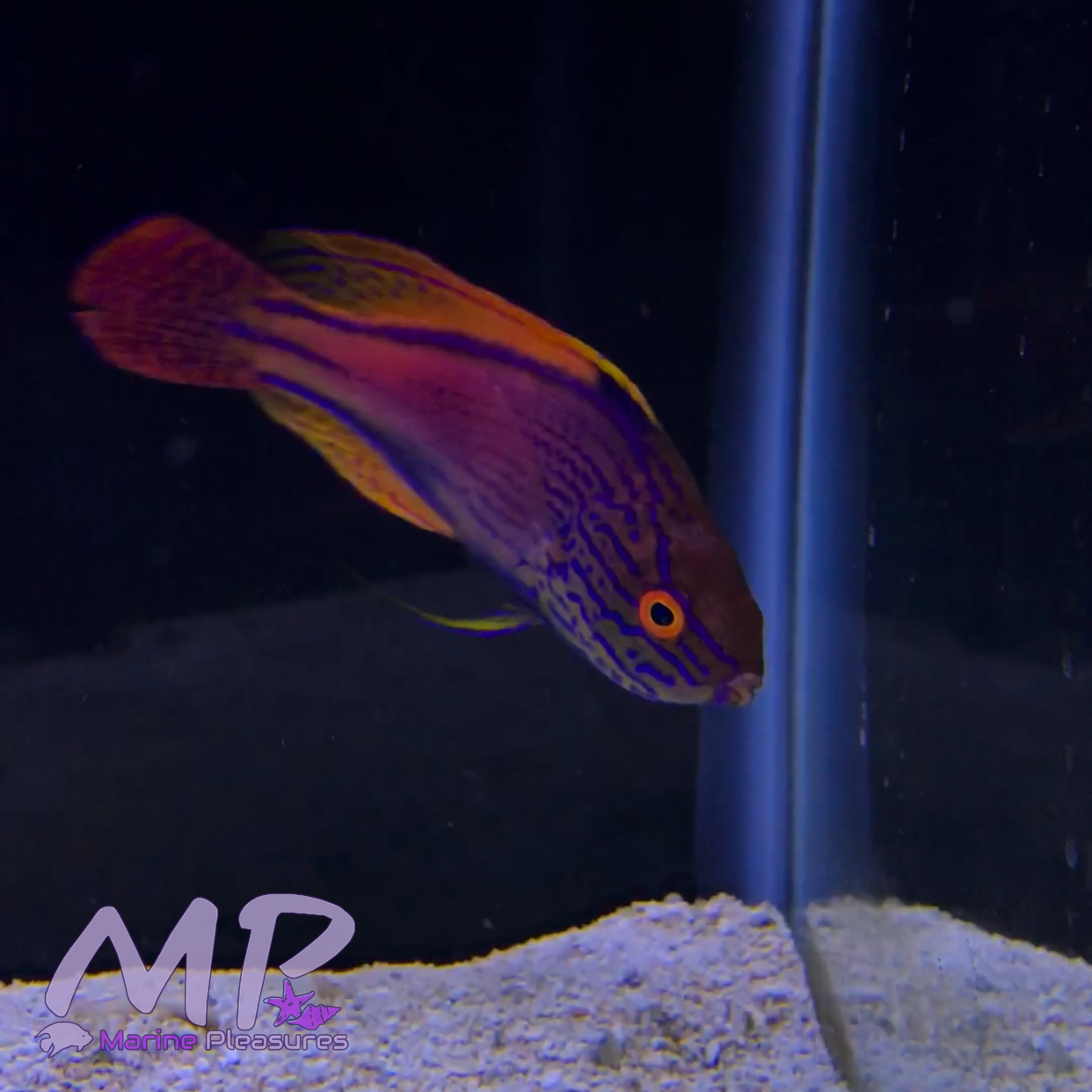 Aussie Lineatus Fairy Wrasse - 3.5" (Male)
