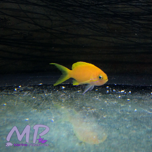 2" Yellow Squareback Anthias - (Trio x3/F)