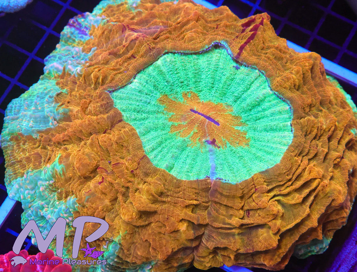 4.5" Magnificent Orange Rainbow Center-Piece Acanthophyllia Coral