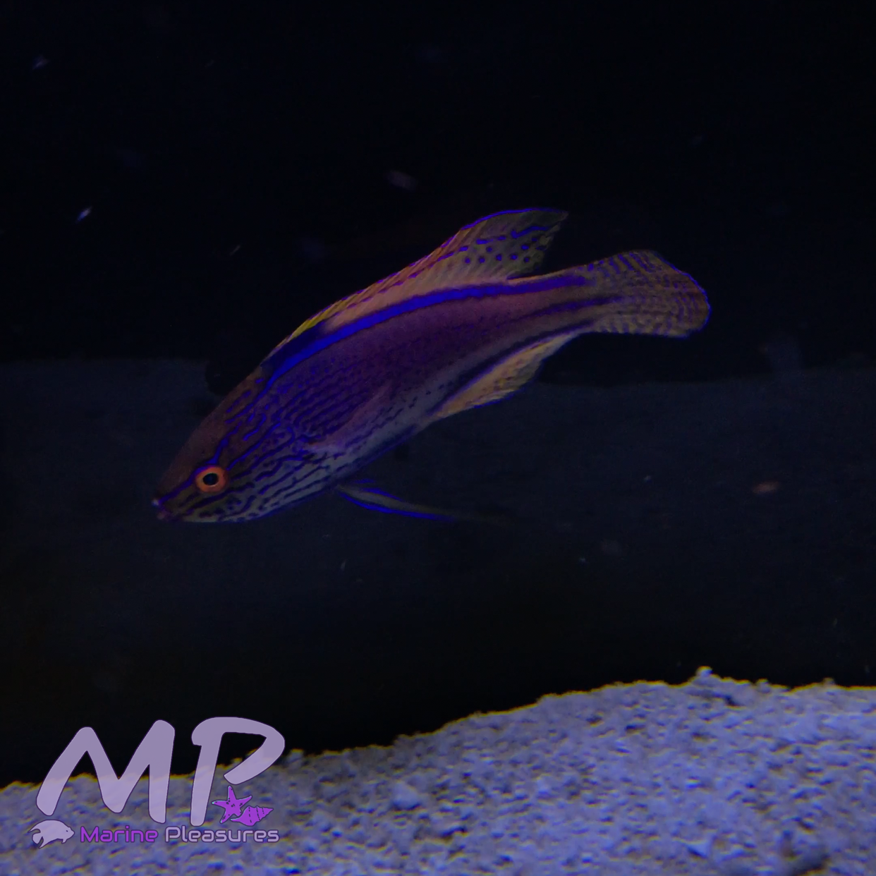 3" Aussie Lineatus Fairy Wrasse (Juv Male)
