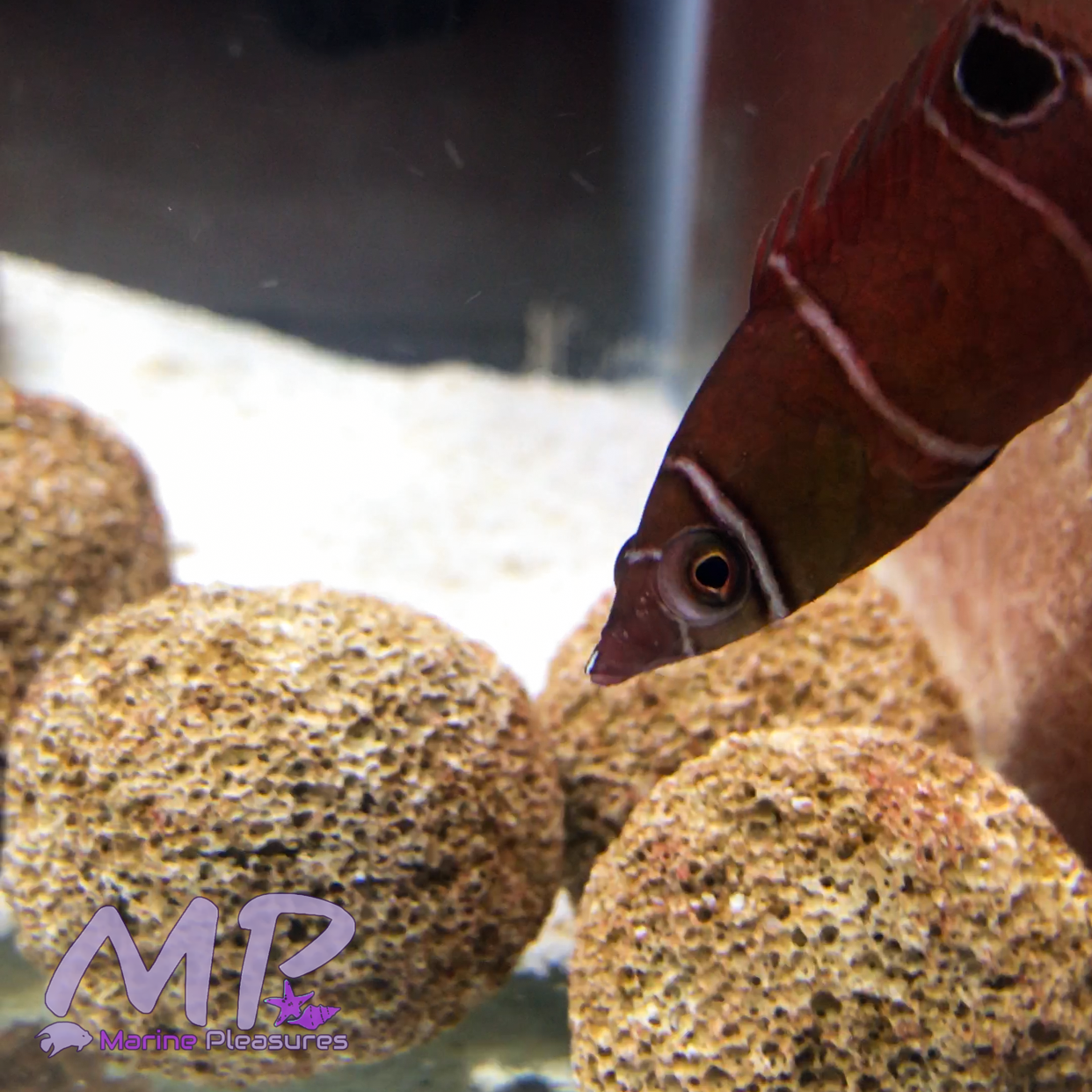 White Banded Red Possum Wrasse