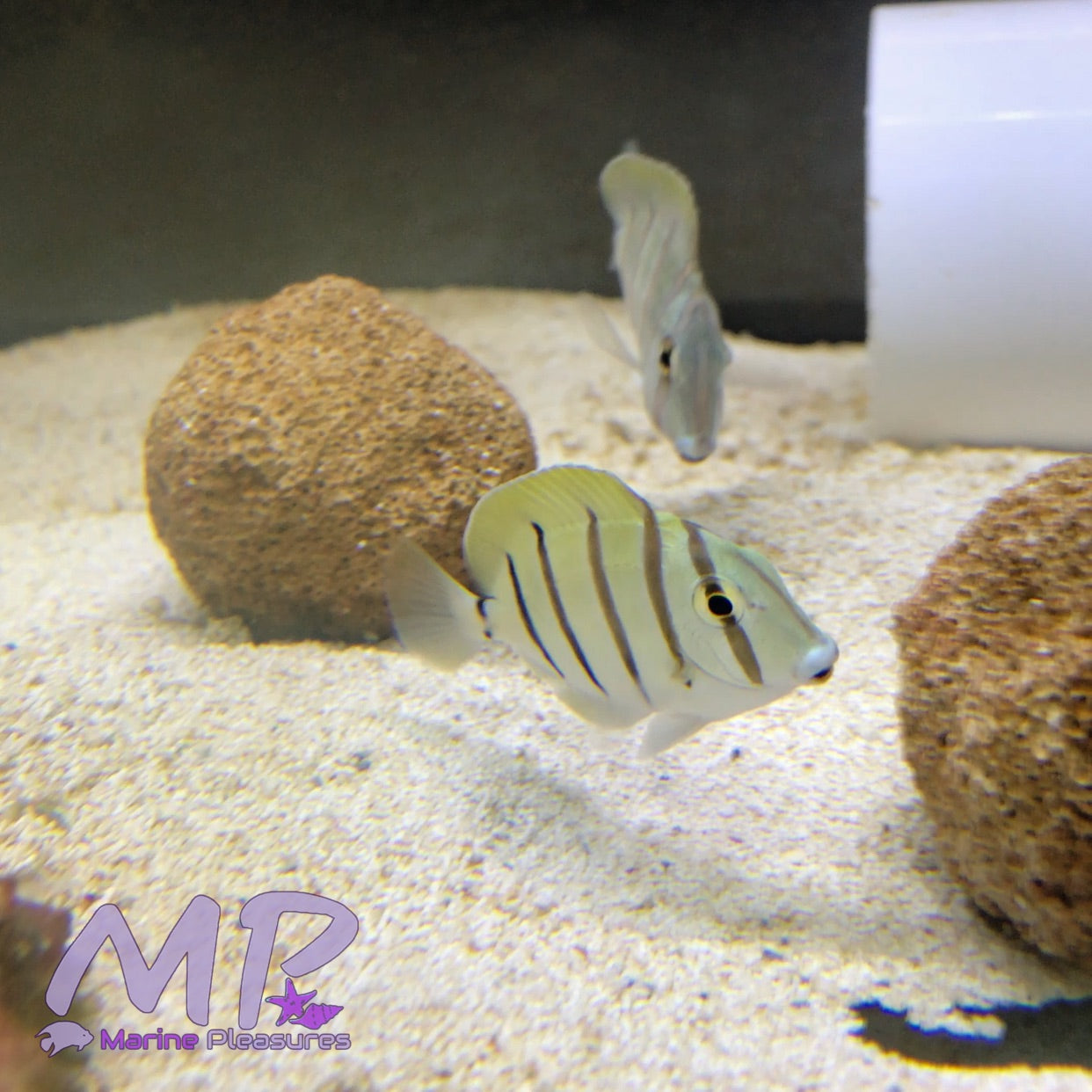 Convict Tang - (Juvenile)