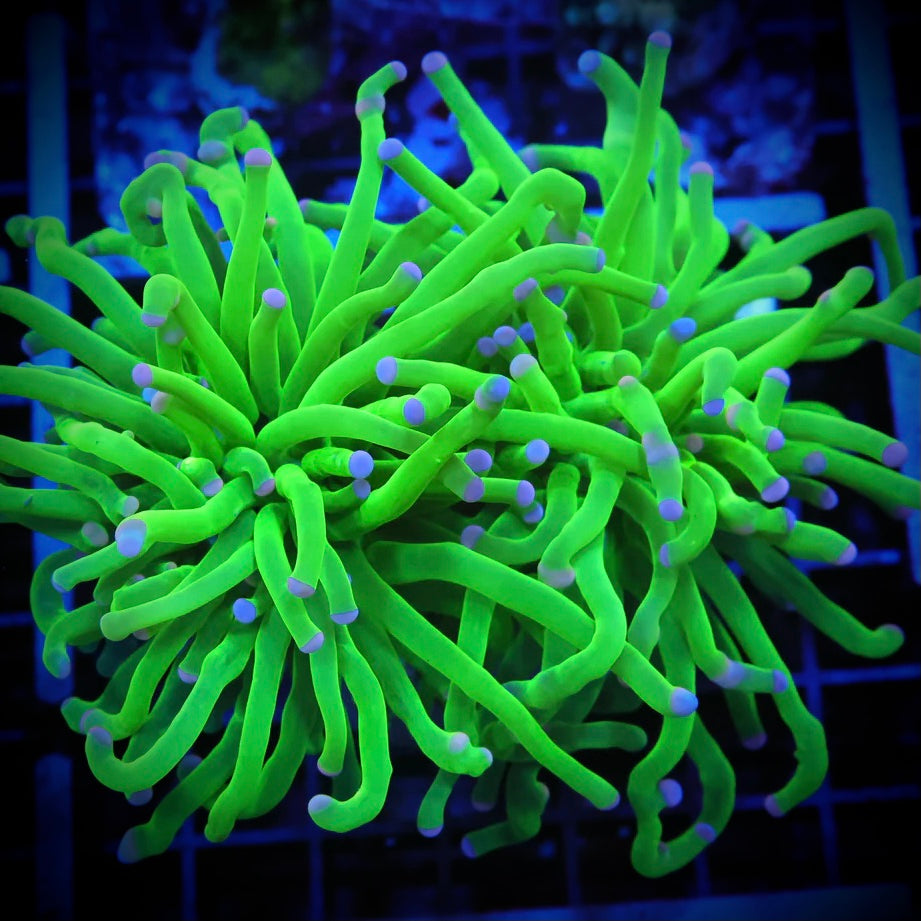 Cotton Candy Torch Coral - (Lg Double)
