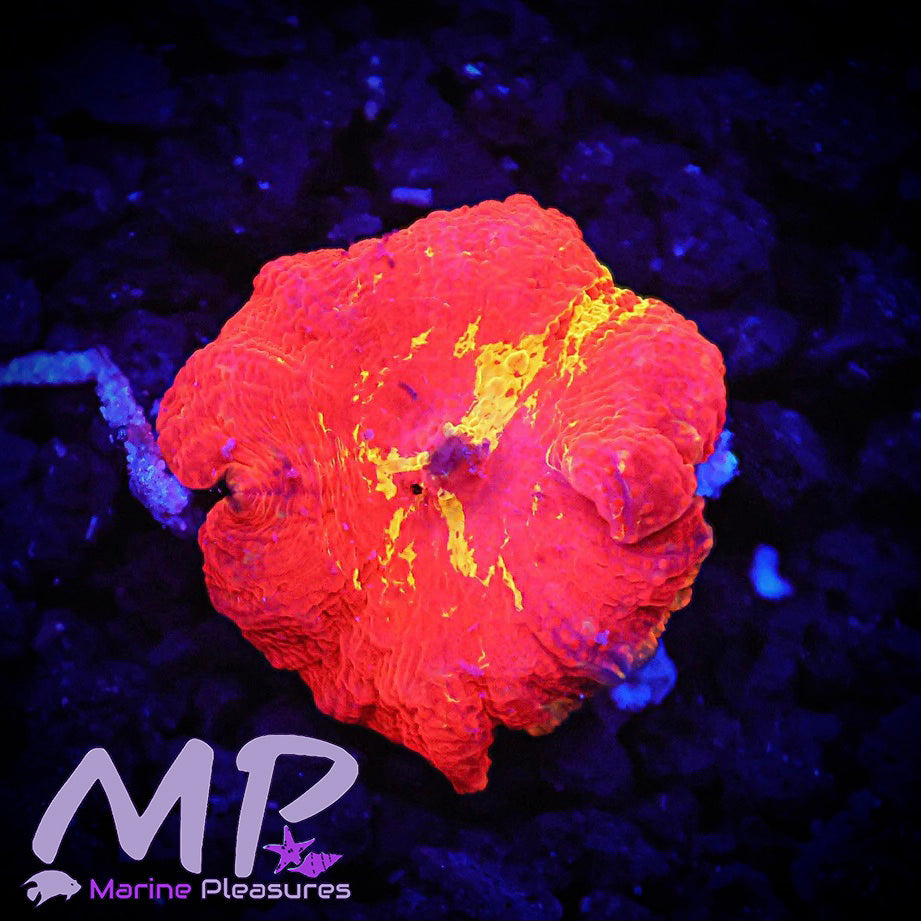 Eclectus Jawbreaker Mushroom Coral