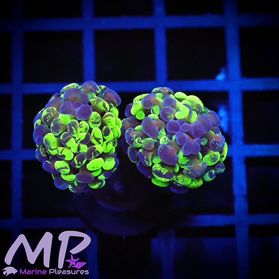 Tricolor Toxic Splatter Branching Hammer