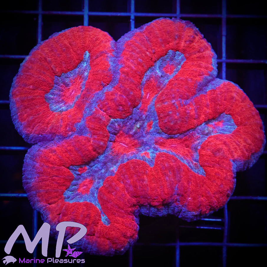 Superman Symphyllia Coral