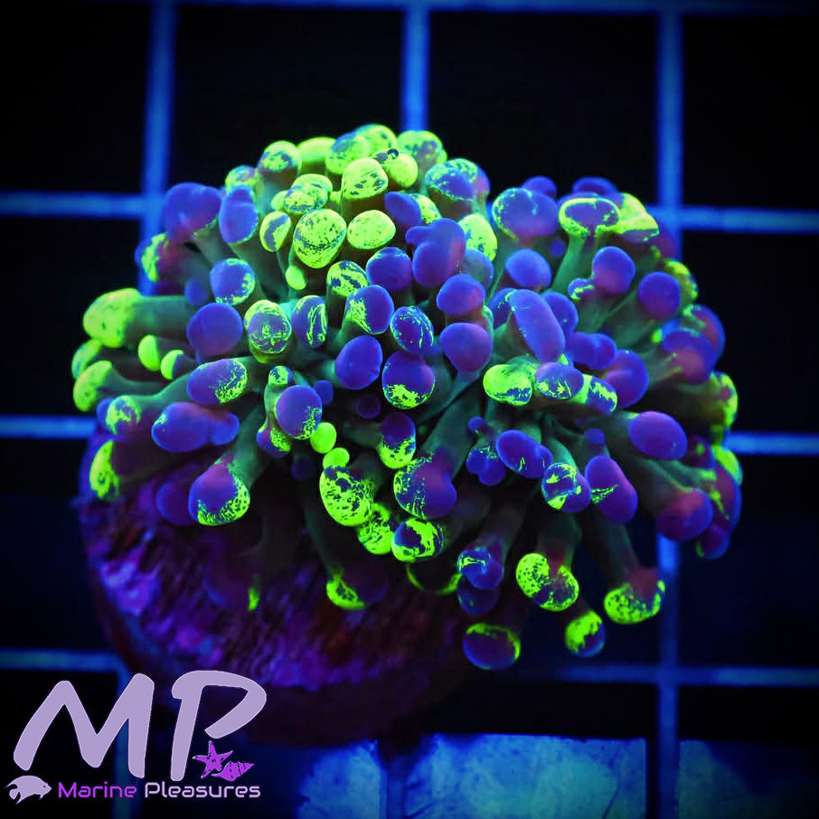 Toxic Splatter Hologram Hammer Coral