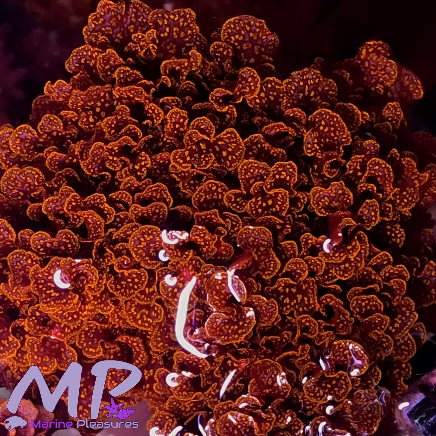 Atomic Broccoli Macroalgae