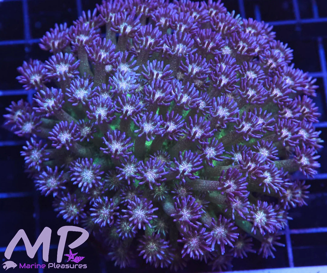 Glitter Bomb Goniopora Coral (Colony)