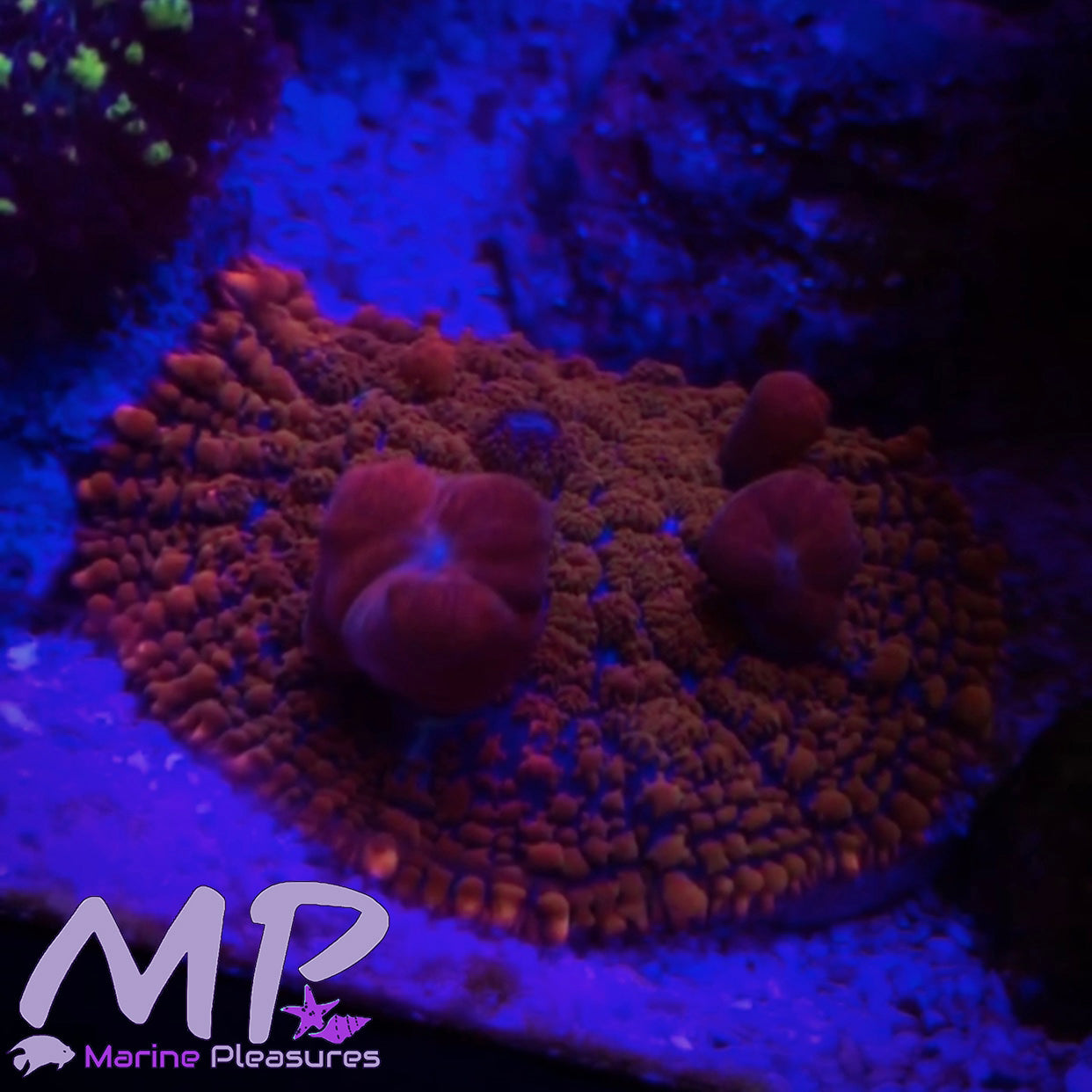 XL Superman Bounce Mushroom Coral -