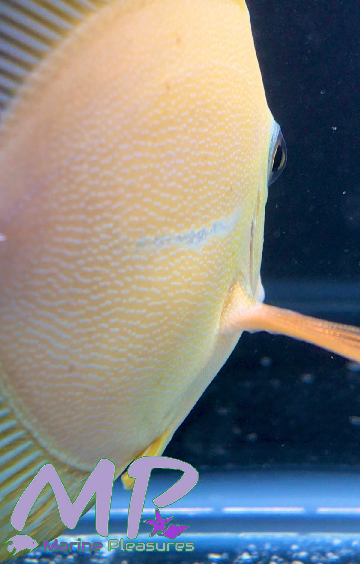 Yellow Scopas Tang - (Hybrid)