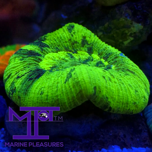 2.5" Aussie Ultra Neon Trachyphyllia