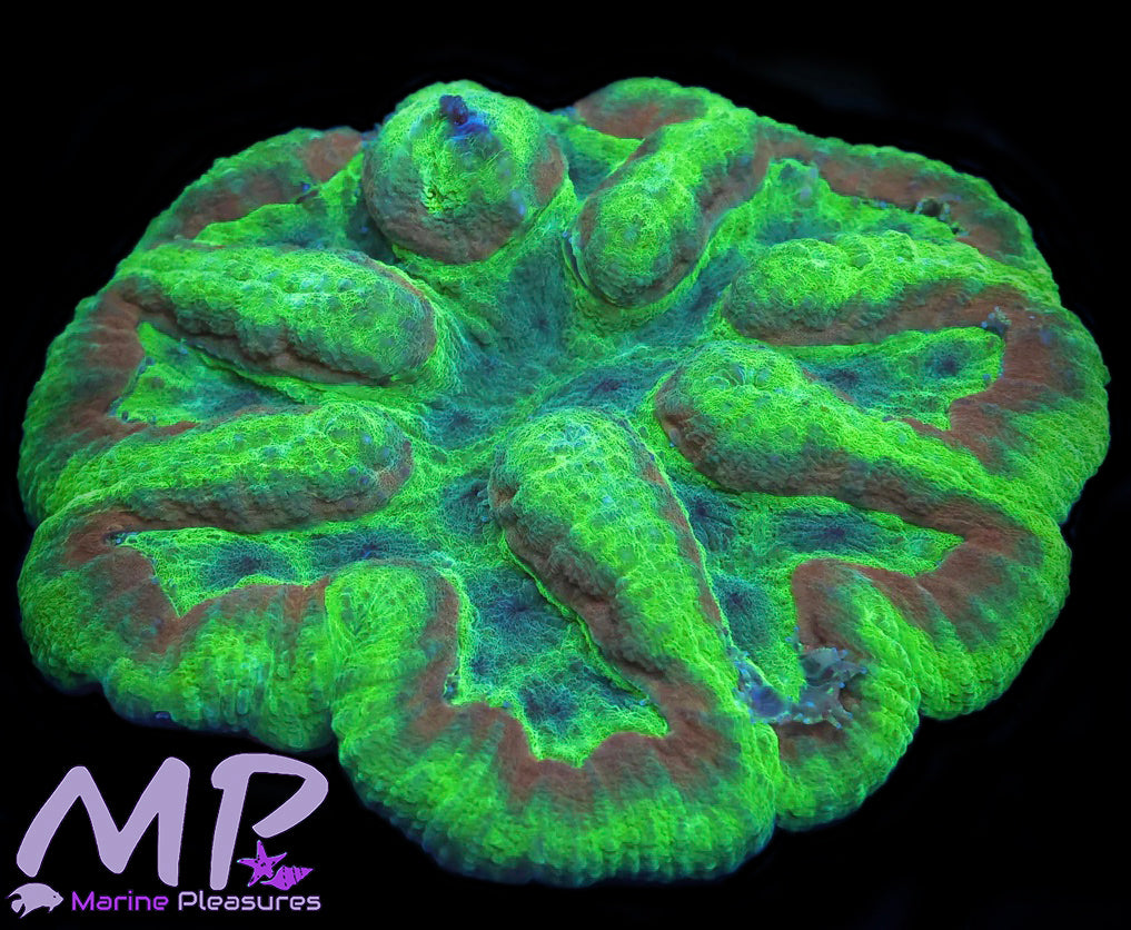 Purple Toxic Monster Symphyllia Coral